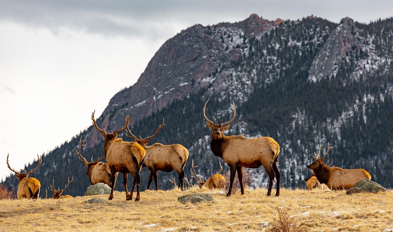 wildlife in telluride